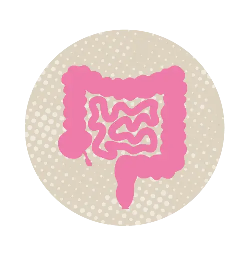 intestine illustration